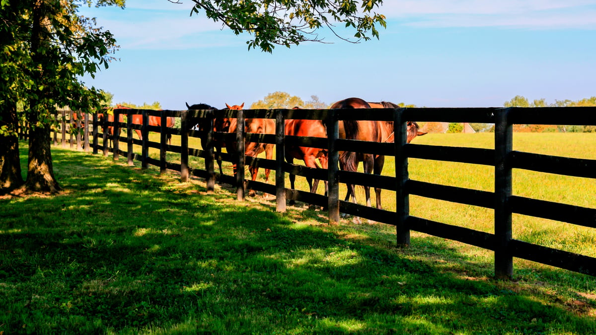 Lexington Kentucky Thoroughbred Horse Industry | Lexington Accounting Jobs | Accounting Careers in Lexington